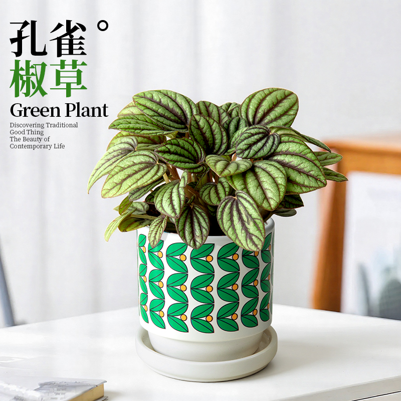 孔雀椒草植物办公室小盆栽好养