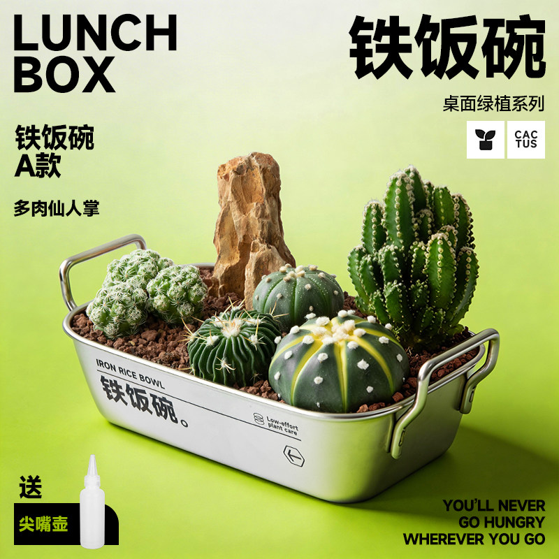 铁饭碗多肉仙人掌植物组合盆栽创意男生生日礼物办公室桌面绿植