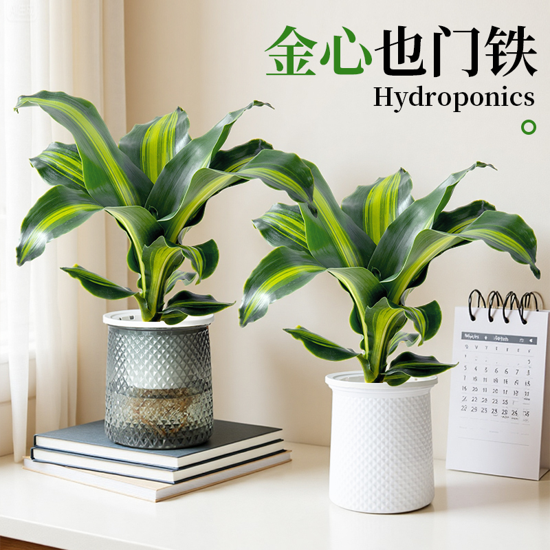 无土纯水培植物巴西铁金心也门铁