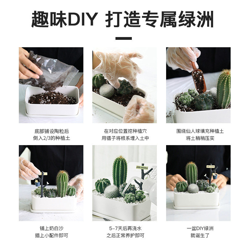 仙人掌盆栽办公桌面易养活多肉植物室内创意绿植小盆景仙人球大颗