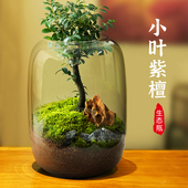 生命之树创意小叶紫檀植物桌面苔藓微景观盆景鲜活绿植生态瓶盆栽