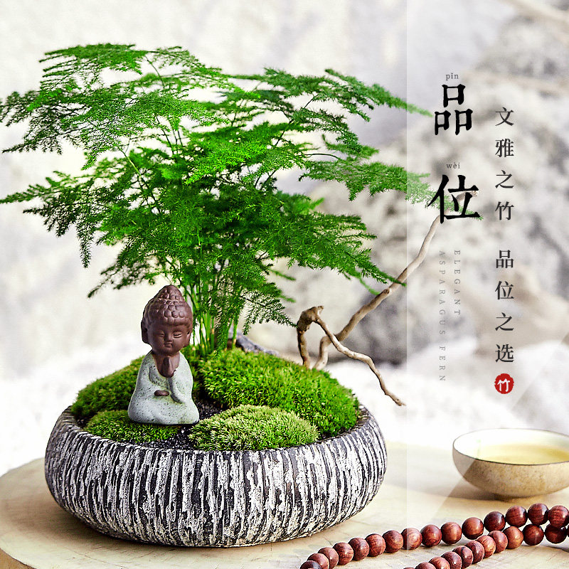 文竹盆栽盆景植物客厅办公室内桌面四季水养花卉好养水培大小绿植