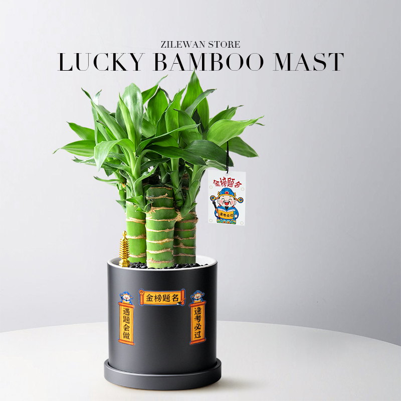 4支文昌竹植物学生送礼