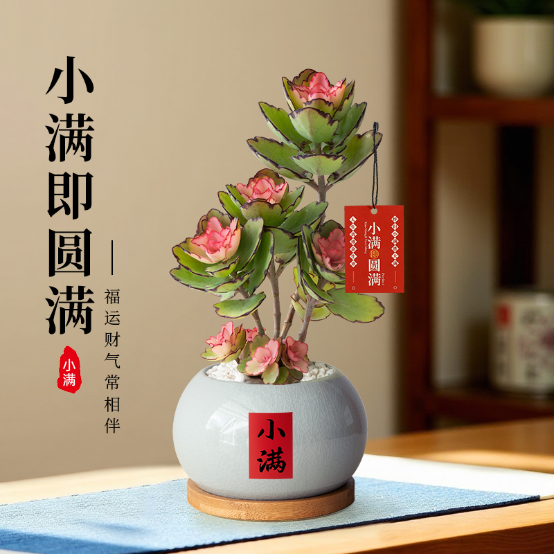 锦绣牡丹多肉植物中式风桌面好养