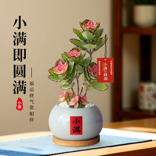 锦绣牡丹多肉植物中式风桌面好养