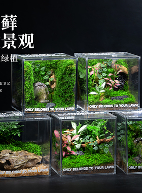 苔藓微景观生态雨林缸造景办公桌面植物盆景成品室内小盆栽生态瓶