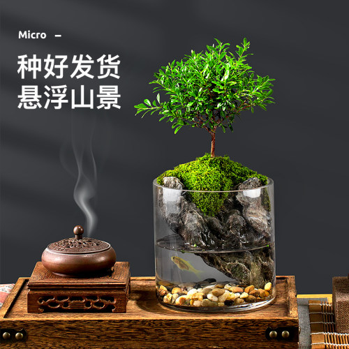 苔藓创意微景观办公室绿植