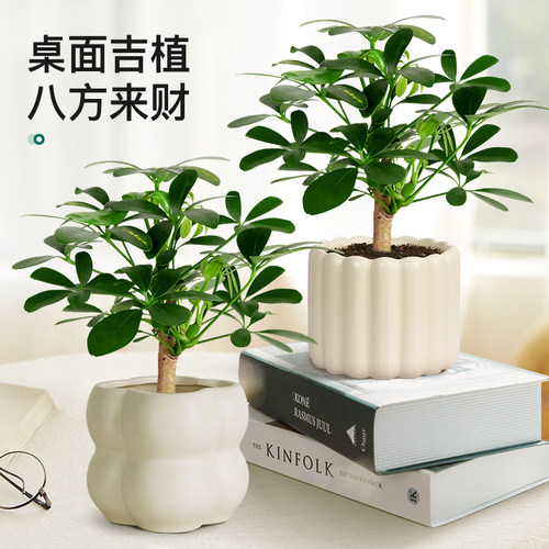 老桩鸭脚木盆栽室内桌面绿植