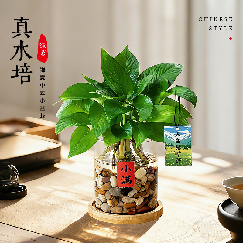 绿箩植物客厅室内盆栽新房家用水培绿植办公室净化空气绿萝水养活