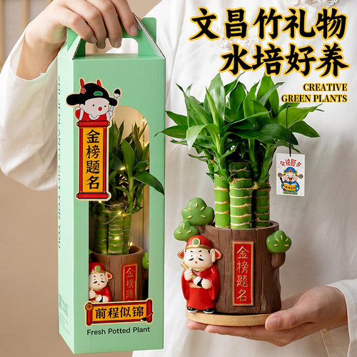 文昌竹水培植物书桌绿植高考礼物