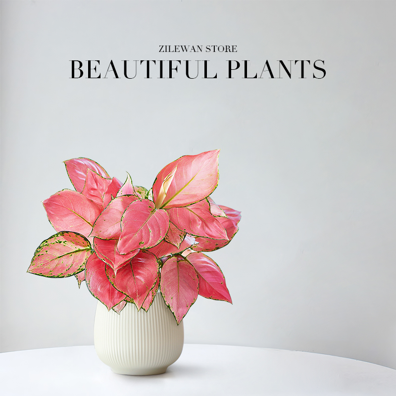 吉利红盆栽室内北欧绿植