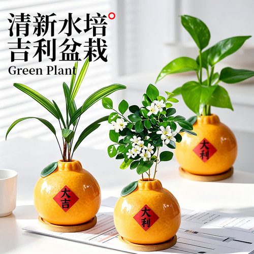 水培植物桌面大吉大利橘子摆件