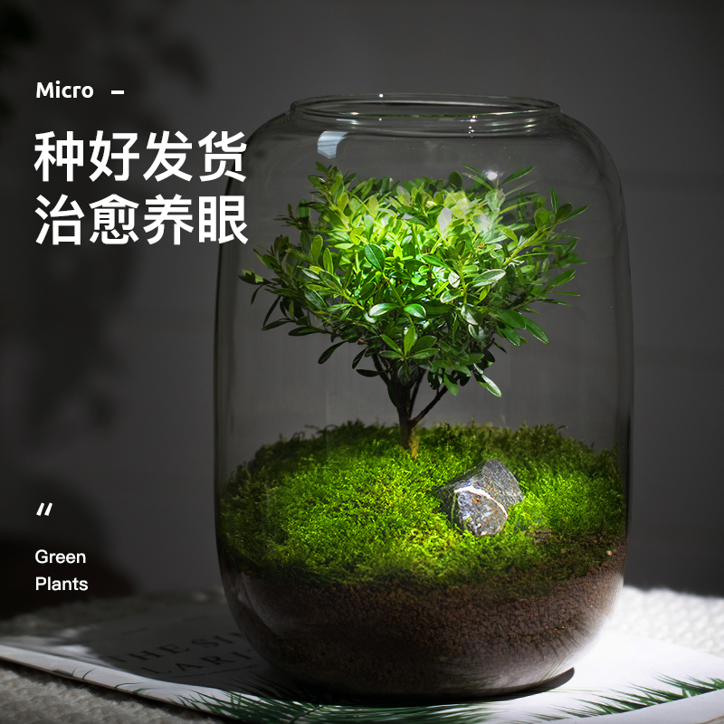 生命之树生态瓶苔藓创意微景观桌面盆栽青苔造景缸植物办公室绿植