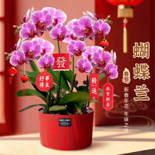 蝴蝶兰盆栽带花花苞客厅室内花卉开业乔迁新家桌面鲜花新年年宵花