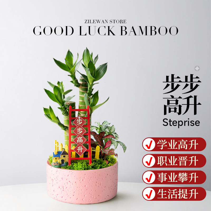 步步高升富贵竹盆栽新居旺宅植物