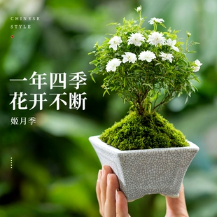 玫瑰植物桌面超迷你微型盆栽室内绿植客厅花卉盆景四季 开花 姬月季