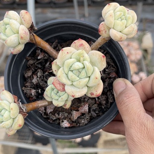 望舒多肉一物一拍满十元包邮13厘米左右3月14日拍摄叶片饱满品相