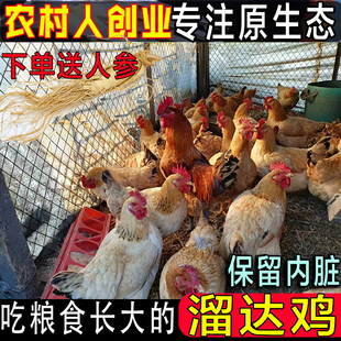 正宗粮食鸡散养小笨鸡大红公鸡白条鸡带内脏整只老品种麻鸡包邮
