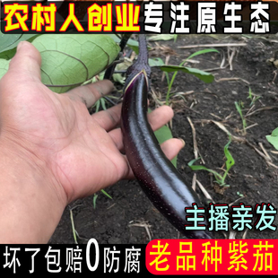 【华子亲选】东北黑裤紫把小茄子老品种茄子3斤农家自种新鲜蔬菜