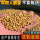农家自种老品种黄豆5斤东北大豆有机肥种植无激素药有虫眼可发芽