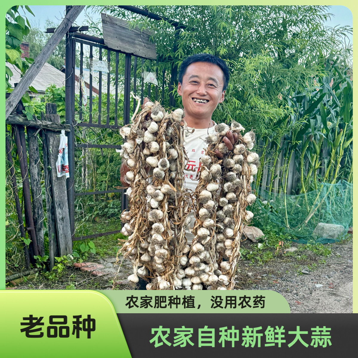 东北紫皮蒜鲜蒜辫子农家自种无膨大蒜