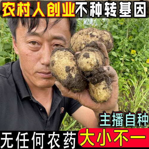 农家自种有机肥无农药小土豆