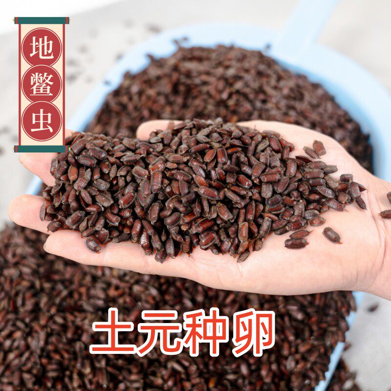土元卵优质新鲜地鳖虫卵纯度高提供技术包回收正品保证500g包邮