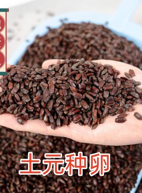 土元卵优质新鲜地鳖虫卵纯度高提供技术包回收正品保证500g包邮