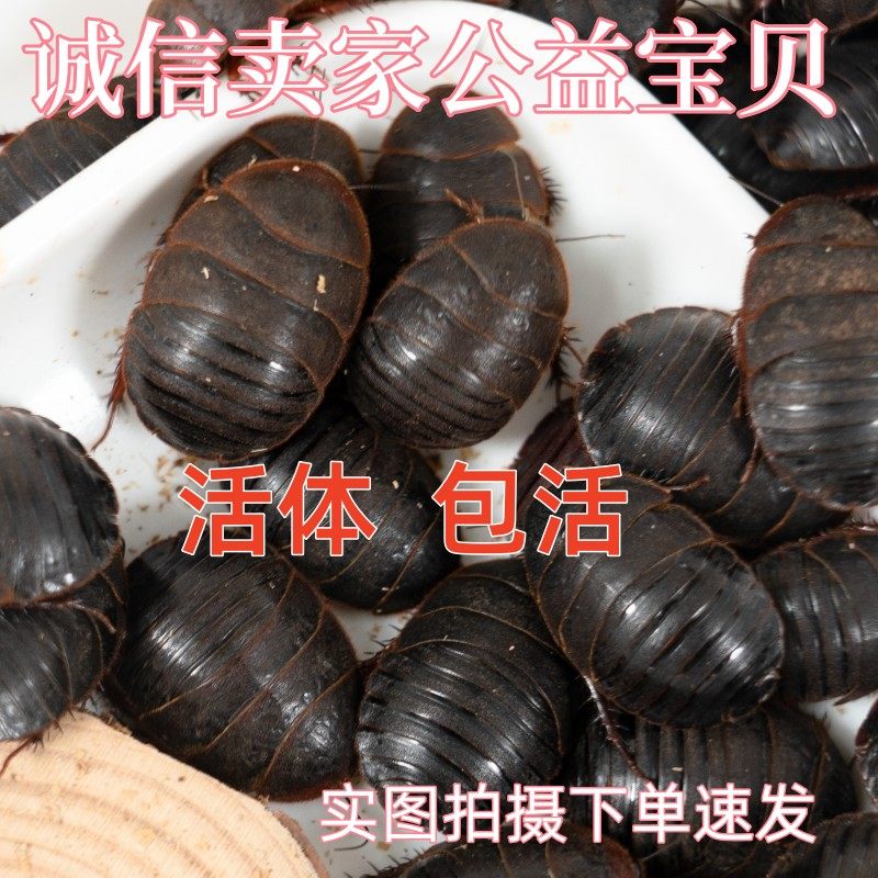 【24小时内发货】活体土元虫活土鳖虫中药材土元土鳖子地鳖虫250g