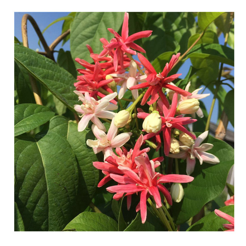 使君子水君子开花盆栽绿植重瓣香味庭院爬藤阳台净化空气窗台