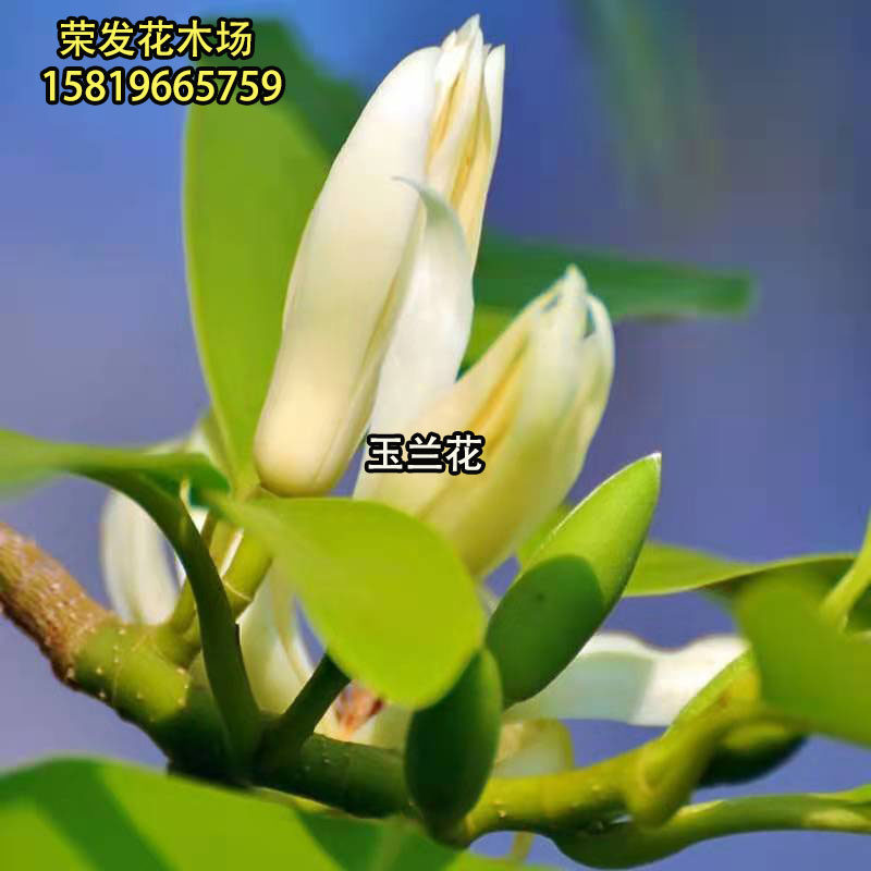 绿植盆栽绿植盆栽树苗白兰花包邮