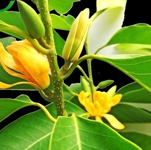 嫁接白兰花树苗白玉兰黄桷兰黄葛兰黄果兰黄角兰黄兰白玉兰花盆栽