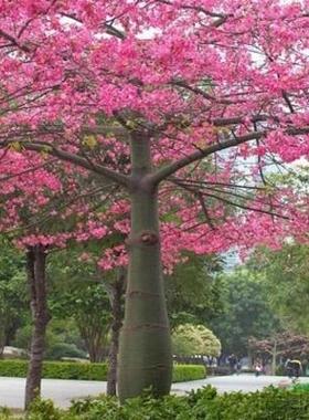 特价美丽异木棉树苗 行道树木 绿化苗美人树苗 美人树促销中包活