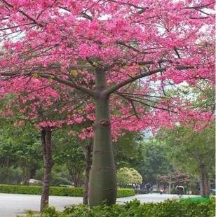 特价美丽异木棉树苗 行道树木 绿化苗美人树苗 美人树促销中包活