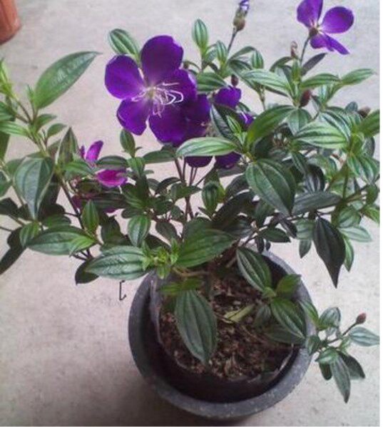 阳台庭院盆栽紫花野牡丹紫杜鹃花卉净化空气庭院植物花卉四季开花