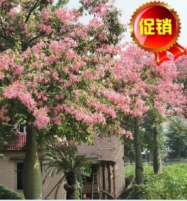 苗场特价园林绿化苗大肚朩棉大佛木棉酒瓶木棉 大福木棉 大腹木棉