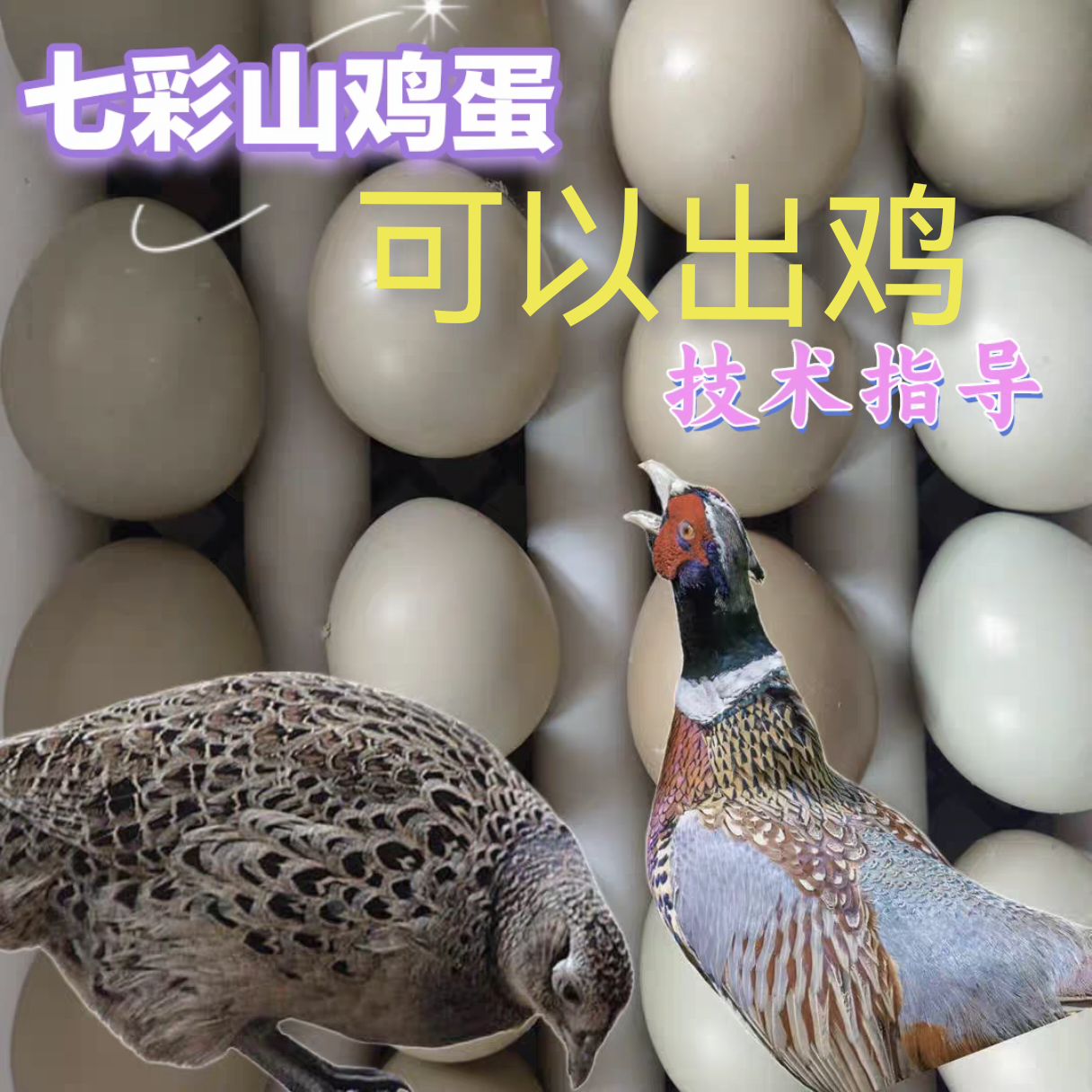 正宗新鲜散养七彩山鸡蛋