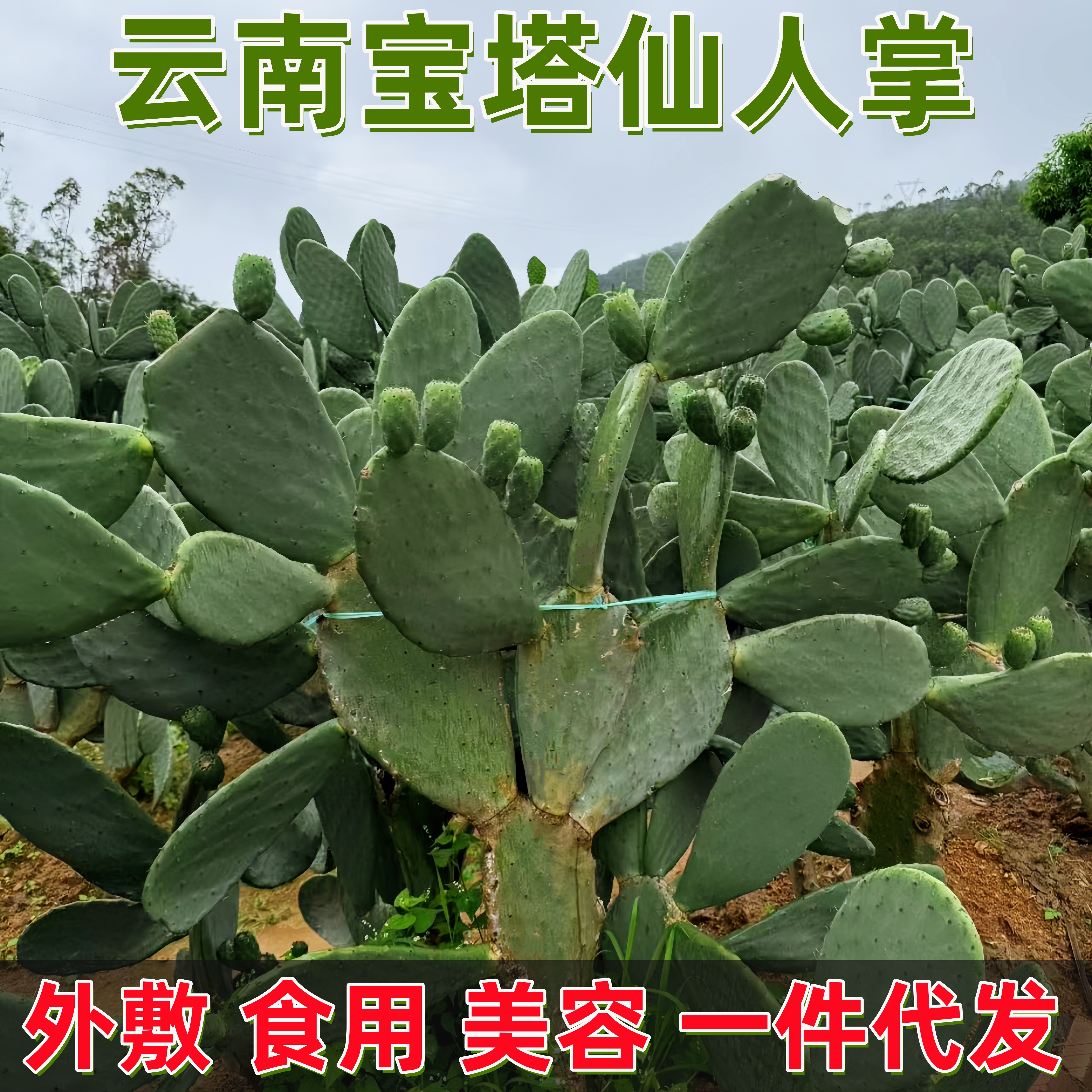 云南宝塔仙人掌盆栽可食用美容