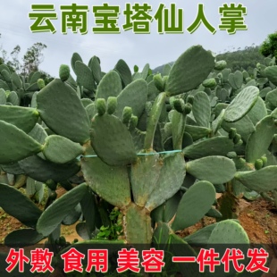 云南宝塔仙人掌新鲜可食用盆栽美容外敷医用药用老仙人掌嫁接结果