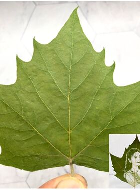 叶雕专用叶子激光手工梧桐叶干燥平整叶雕梧桐叶子雕刻真树叶