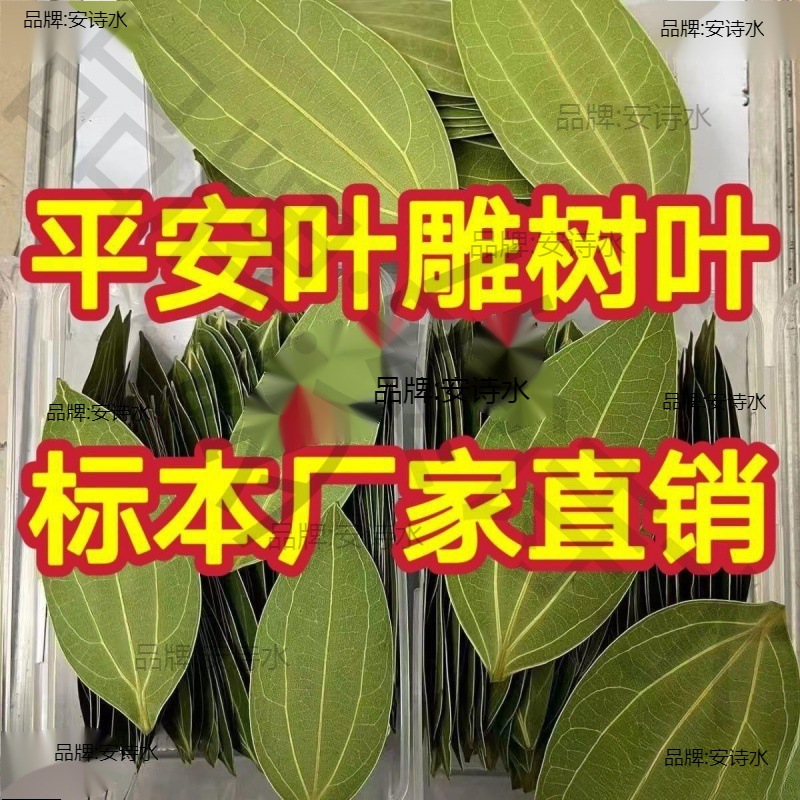 叶雕树叶平安树叶干燥处理叶雕叶子标本机器激光雕刻照片