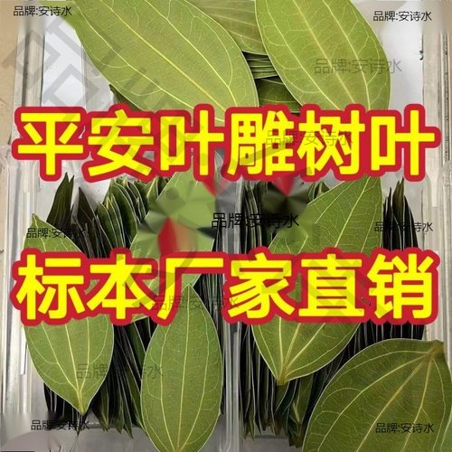 叶雕树叶平安树叶干燥处理叶雕叶子标本机器激光雕刻照片