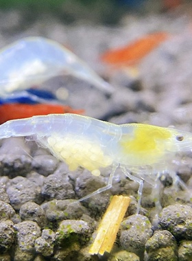 包邮精品雪球虾 白玉雪球虾 繁殖组台系极火集火烤漆观赏鱼缸