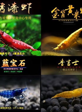 包邮多色套餐优惠观赏虾极火红黄蓝橙红白活虾淡水冷水鱼缸虾