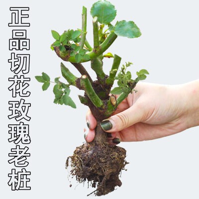 9元3棵玫瑰花苗老根特大盆栽室内外植物花卉四季绿植耐寒好养活