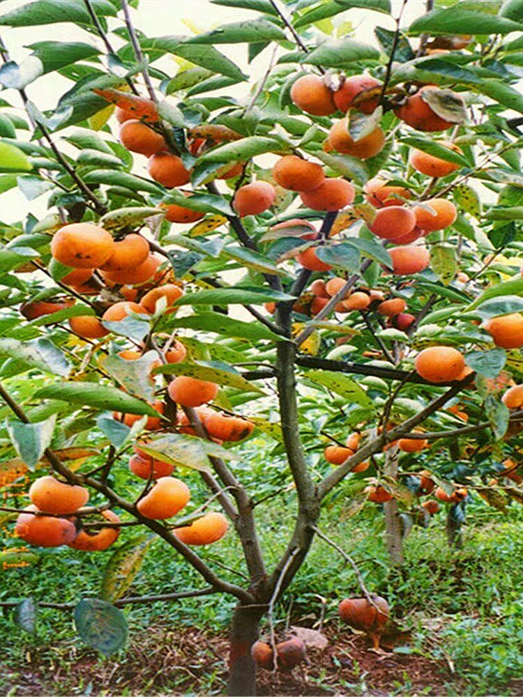 柿子苗树四季生吃脆甜特大黑柿子盆栽地栽各种水果苗南方果树种植