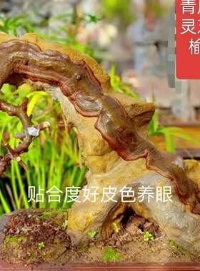 灵芝榆树小叶榔榆庭院绿皮纸皮苗