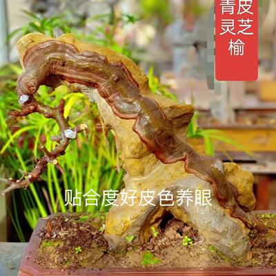 灵芝榆树小叶榔榆庭院绿皮纸皮苗