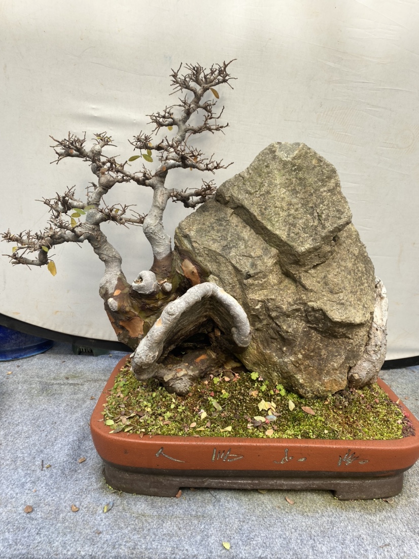 抱石榆树盆景 榆树老桩盆景 耐寒好养 适合室内外摆放