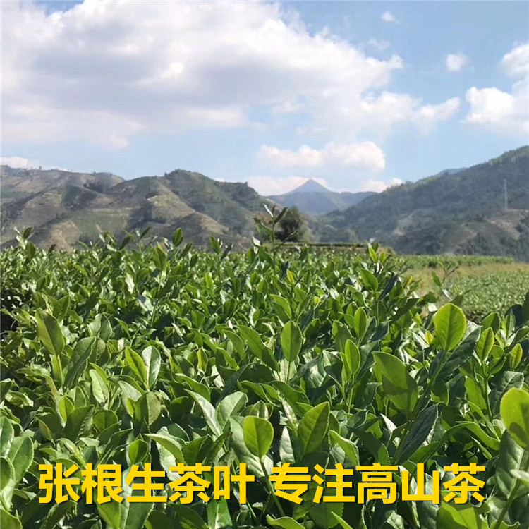 铁观音茶叶2025新茶清香型特级观音王福建安溪高山兰花香正品秋茶,茶,铁观音,淘宝优惠券,粉丝福利购,淘宝优惠卷